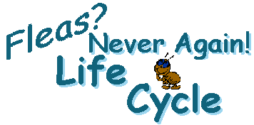 Flea
Life Cycle