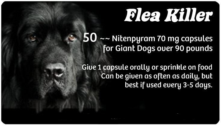 Giant Dog Flea Killer (black)