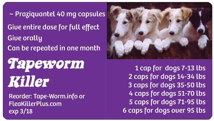 Regular Dog Tapeworm Killer (purple)